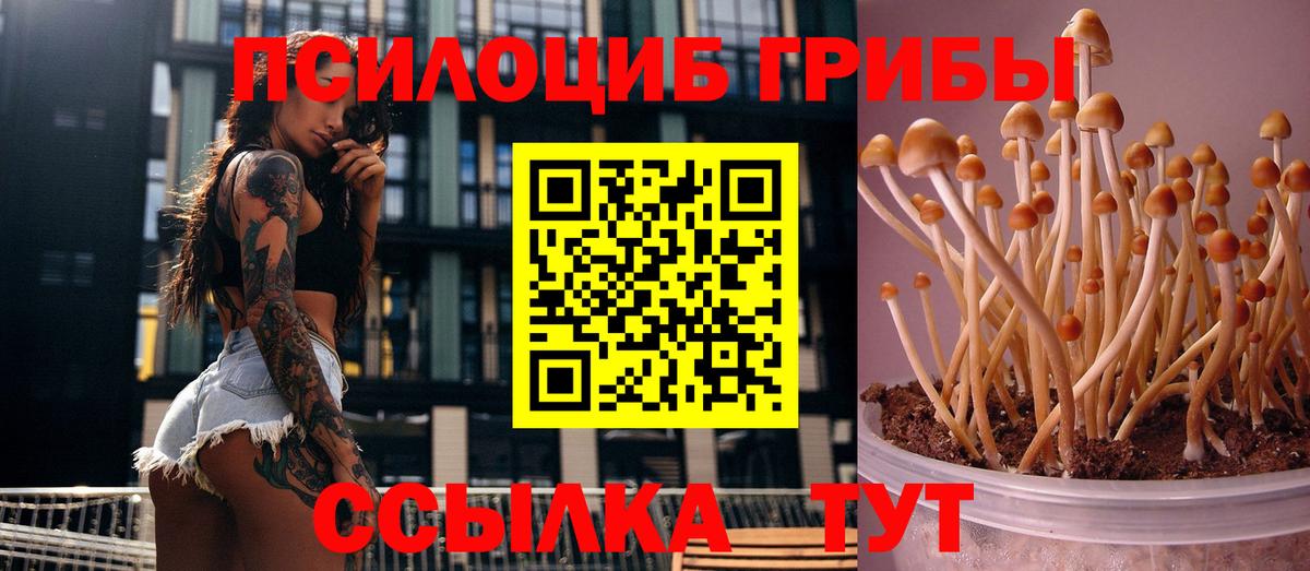 Кулебаки  Псилоцибиновые грибы прущие грибы  Псилоцибиновые грибы Psilocybe  Вход с VPN 
